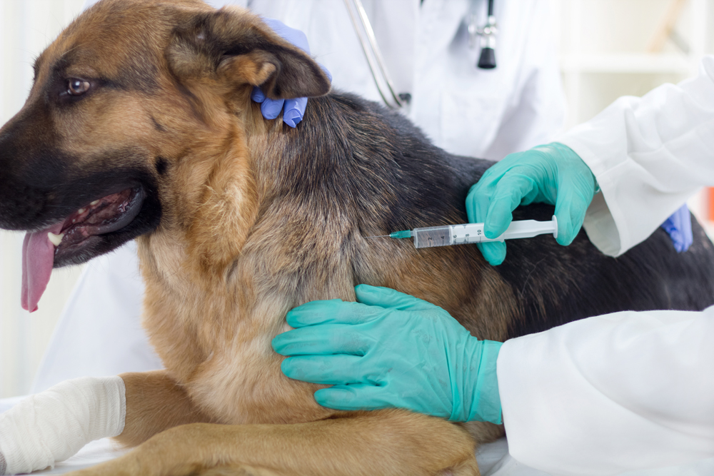 Dog getting a vaccine