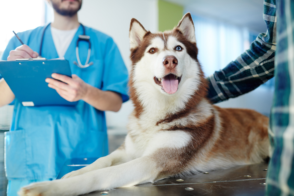 Dog with doctor getting examined